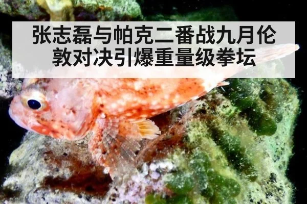张志磊与帕克二番战九月伦敦对决引爆重量级拳坛
