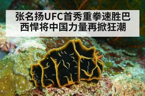 张名扬UFC首秀重拳速胜巴西悍将中国力量再掀狂潮